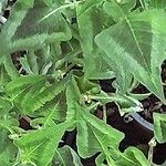 Persicaria capitata Leaf