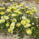 Malacothrix glabrata Flower