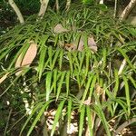 Cycas debaoensis Συνήθη χαρακτηριστικά