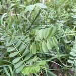 Vicia segetalis Leaf