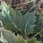 Salvia aethiopis Leaf