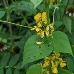 Senna marilandica Flower