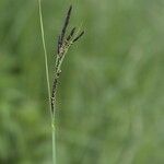 Carex acuta Blodyn