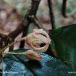 Sterculia rubiginosaFlower