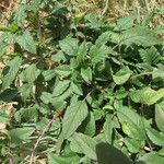 Amaranthus palmeri ശീലം