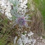 Cynoglossum magellense Blomma