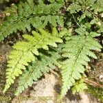 Asplenium obovatum Vekstform