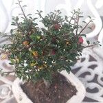 Cotoneaster microphyllus Blatt