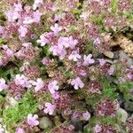 Thymus doerfleri പുഷ്പം