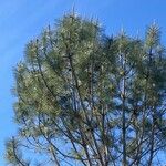 Pinus torreyanaFuelha