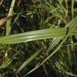 Elymus virginicus Blatt