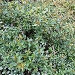 Abelia chinensis برگ