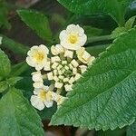 Lantana canescens Цвят