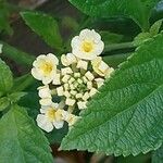 Lantana canescens 花