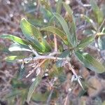 Proustia cuneifolia Hoja
