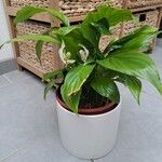 Spathiphyllum wallisiiKwiat