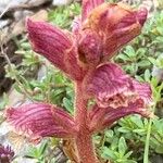 Orobanche alba Blüte