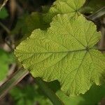 Rubus alceifolius Frunză