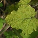 Rubus alceifolius Leaf