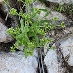 Valeriana dentata عادت