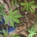 Merremia tuberosa Leaf