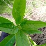 Phytolacca octandra Leaf