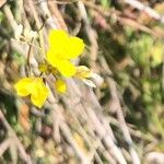 Diplotaxis muralis Cvet