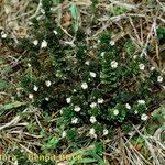 Euphrasia tetraquetra आदत