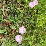 Convolvulus arvensisBlüte