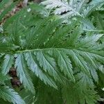 Tanacetum macrophyllum ഇല