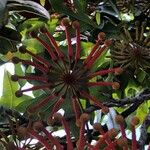Stenocarpus sinuatus Virág