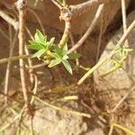 Euphorbia balsamifera Φύλλο