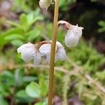 Pyrola rotundifolia Bloem