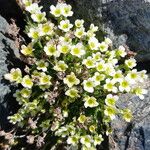 Saxifraga muscoides Fula