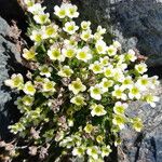 Saxifraga muscoides Bloem