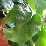 Monstera minima Blatt