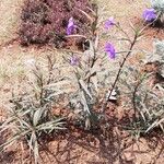 Ruellia simplex عادت