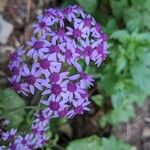 Pericallis papyracea Floro