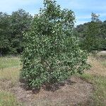 Quercus brantii Yeri
