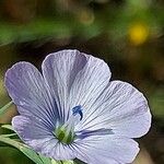 Linum usitatissimum फूल