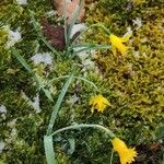 Narcissus minor Flower