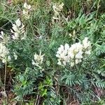 Oxytropis campestris Vekstform