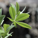 Baptisia bracteata Leaf