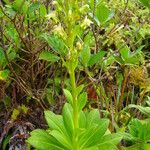 Lobelia stricta 整株植物