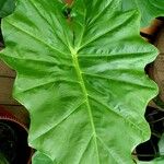 Alocasia macrorrhizos Levél