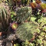 Opuntia littoralis Žievė