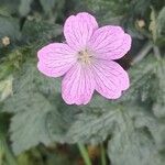 Geranium endressiiКветка