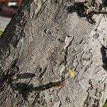 Malus domestica Bark