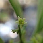 Elaeodendron cunninghamii Blüte