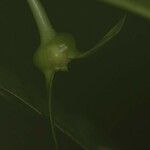 Carapichea guianensis Corteza
